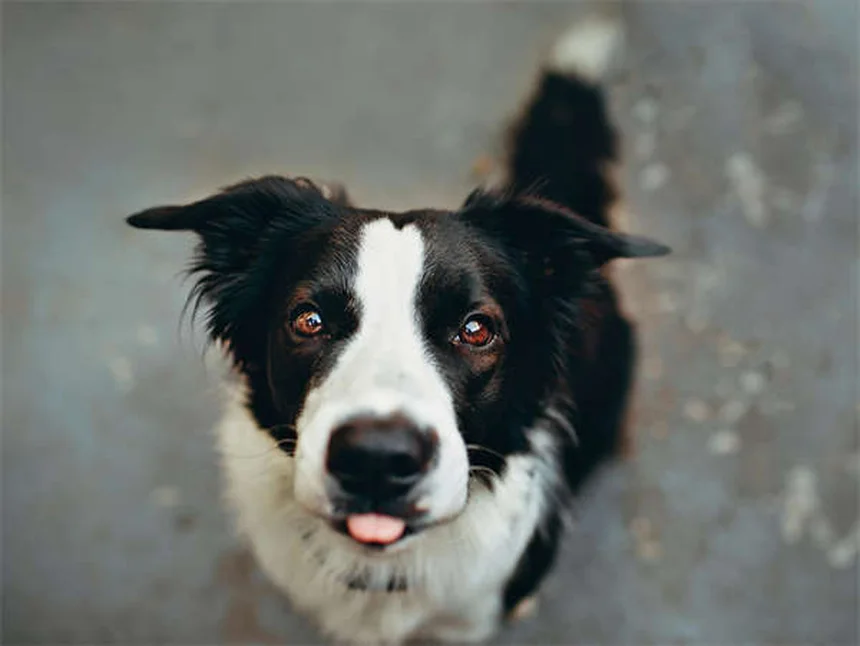 When to Switch from Puppy to Adult Dog Food: Expert Guide