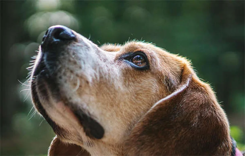 When to Switch from Puppy to Adult Dog Food: Expert Guide