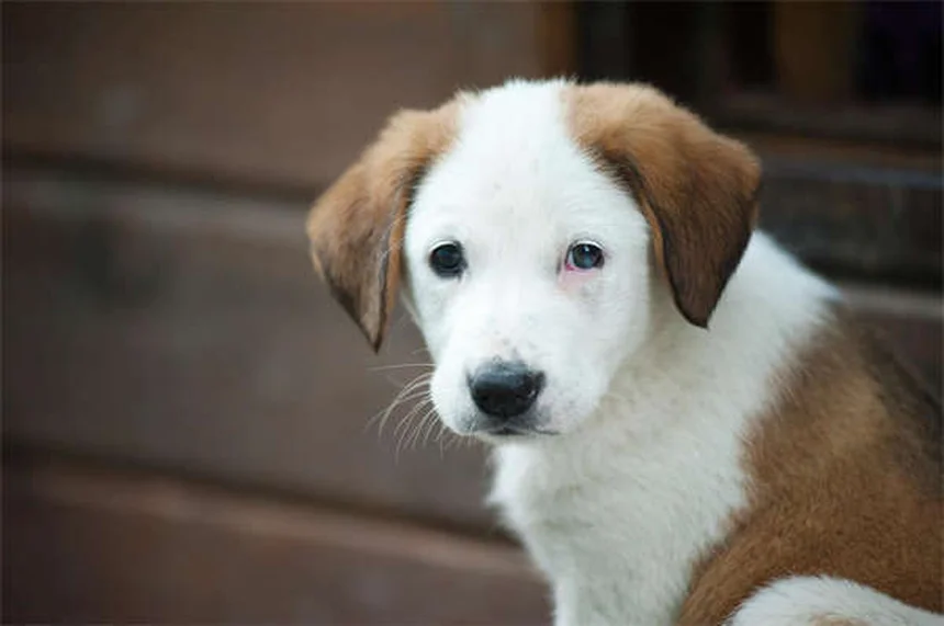 When to Switch from Puppy to Adult Dog Food: Expert Guide