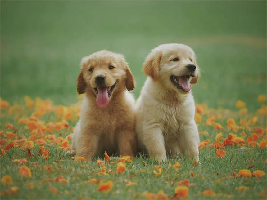 CBD Oil for Dogs: Benefits, Risks & What Vets Say