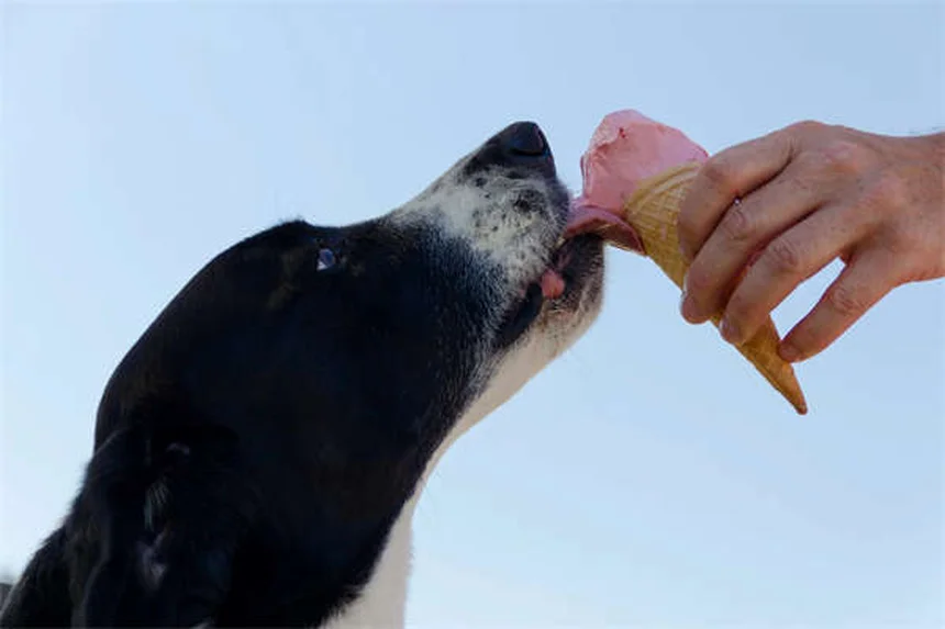 CBD Oil for Dogs: Benefits, Risks & What Vets Say