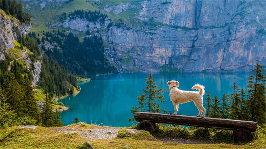 5 Must-Know Flea & Tick Prevention Tips to Protect Your Pet Year-Round