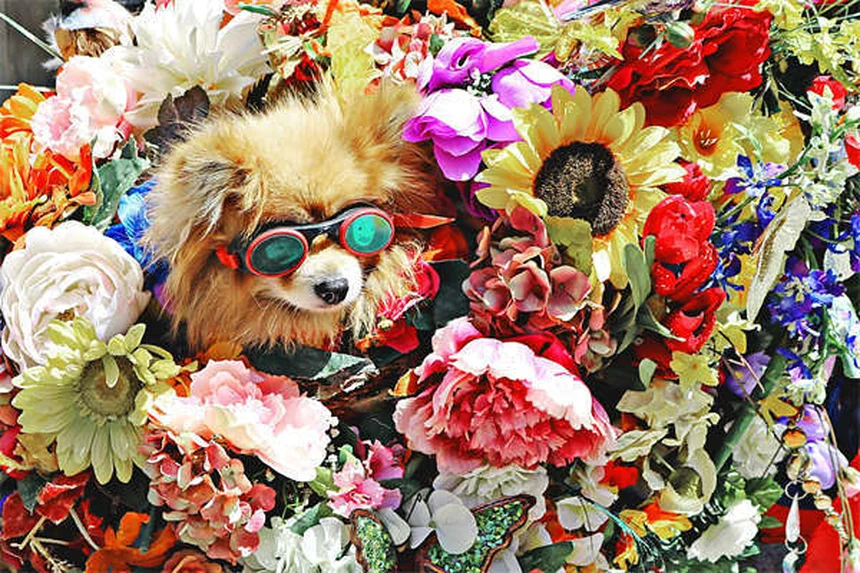5 Must-Know Flea & Tick Prevention Tips to Protect Your Pet Year-Round