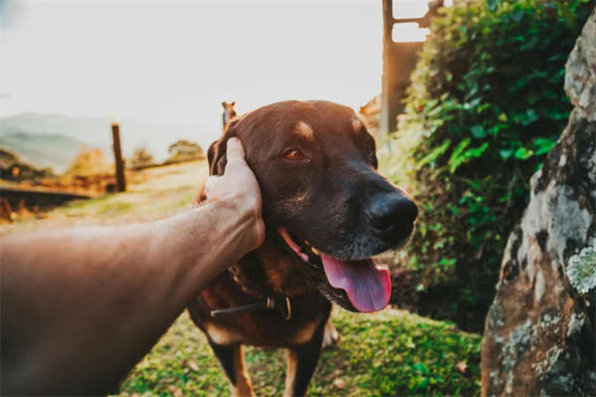 Why Do Puppies Chew Everything? 5 Surprising Reasons & Fixes