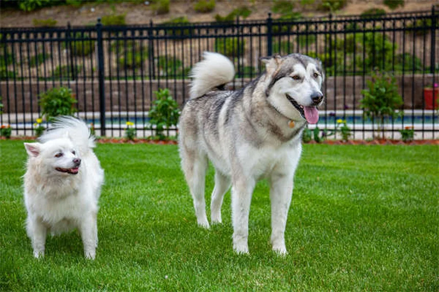 Why Do Puppies Chew Everything? 5 Surprising Reasons & Fixes