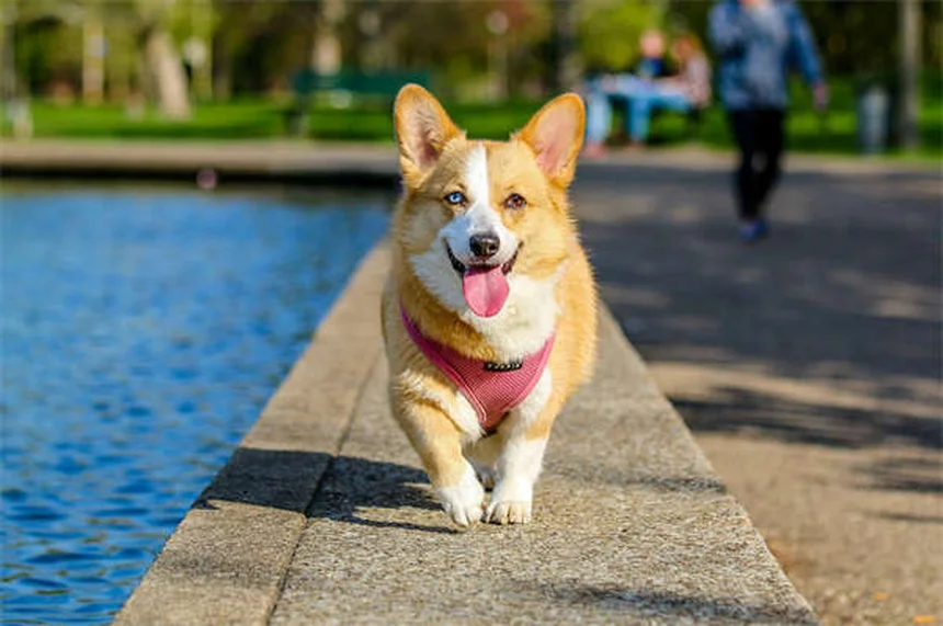 Why Do Puppies Chew Everything? 5 Surprising Reasons & Fixes