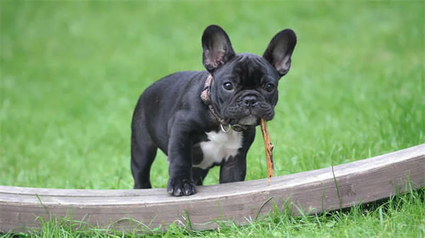 Why Do Puppies Chew Everything? 5 Surprising Reasons & Fixes