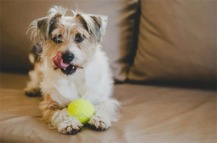 Best Flea and Tick Treatment for Cats: Keep Your Pet Safe