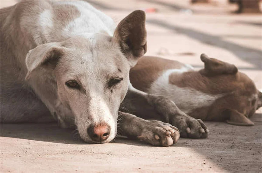 Lymphocytic Choriomeningitis in Rats: 5 Critical Prevention Tips