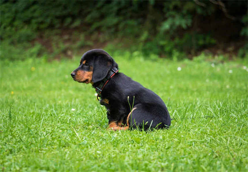 Lymphocytic Choriomeningitis in Rats: 5 Critical Prevention Tips