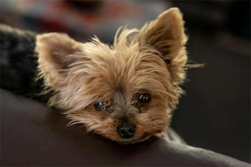 Rat Parasites: 5 Warning Signs Your Pet Has Worms or Protozoa