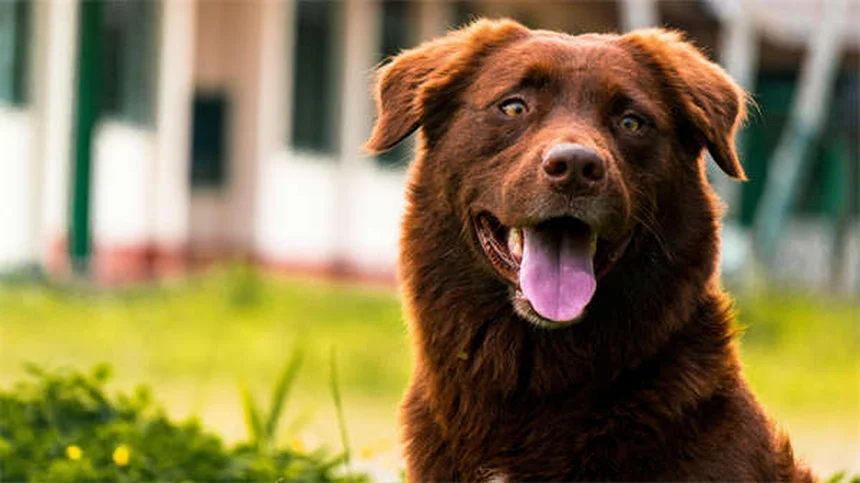 Rat Parasites: 5 Warning Signs Your Pet Has Worms or Protozoa