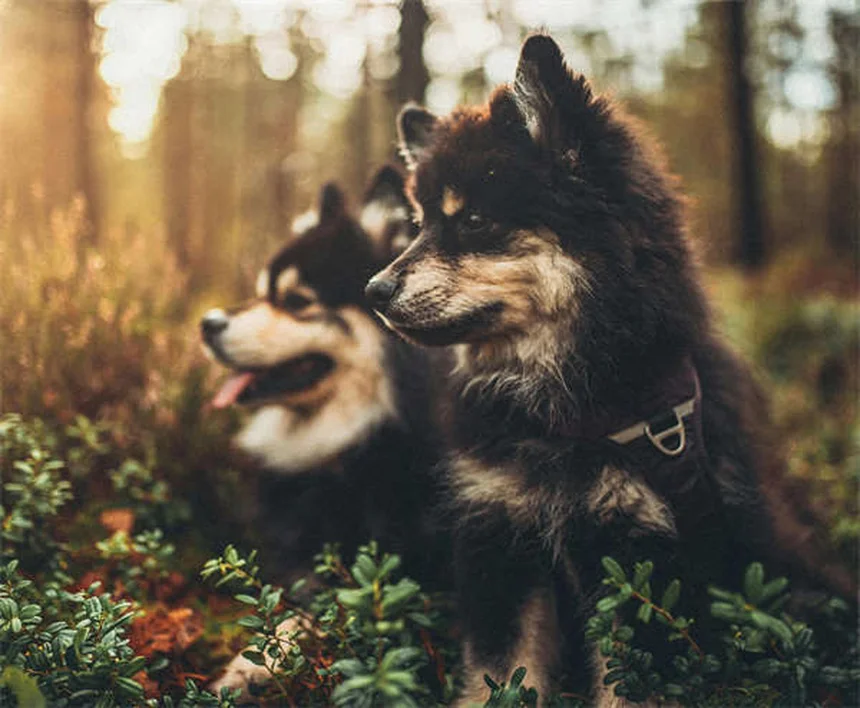 5 Natural Pain Relief Options for Dogs That Actually Work