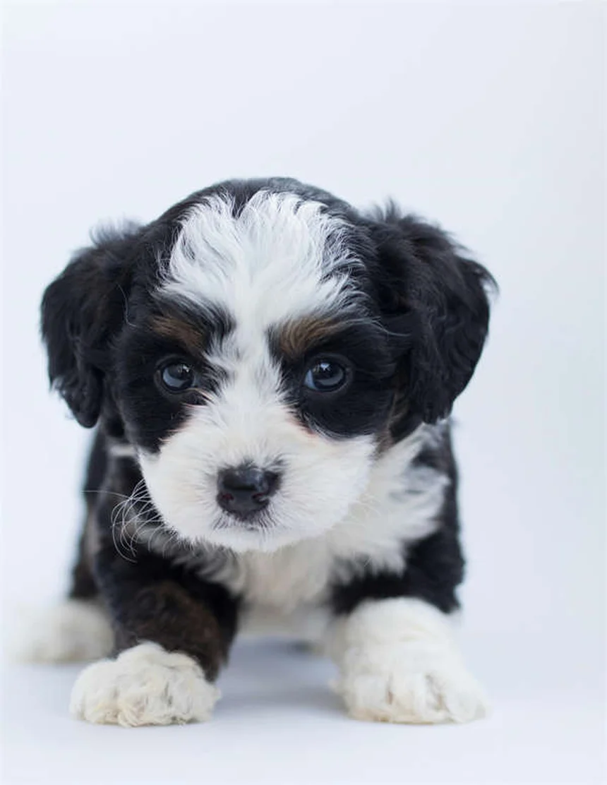 Trazodone for Dogs: Safe Dosage, Side Effects & Anxiety Relief