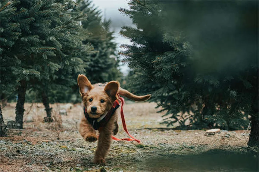 Trazodone for Dogs: Safe Dosage, Side Effects & Anxiety Relief