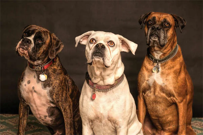 When to Put a Dog Down: 7 Signs It's Time to Say Goodbye