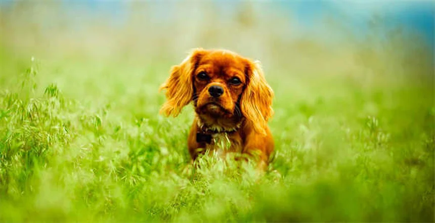 When to Put a Dog Down: 7 Signs It's Time to Say Goodbye