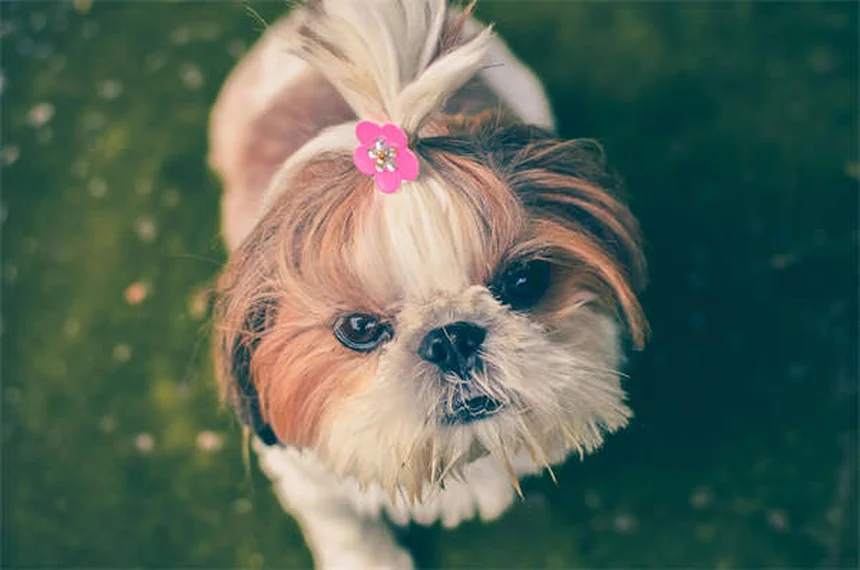 When to Put a Dog Down: 7 Signs It's Time to Say Goodbye
