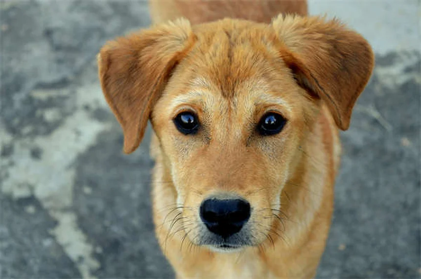 Urinary Nematodiasis in Rats: Symptoms, Treatment & Prevention