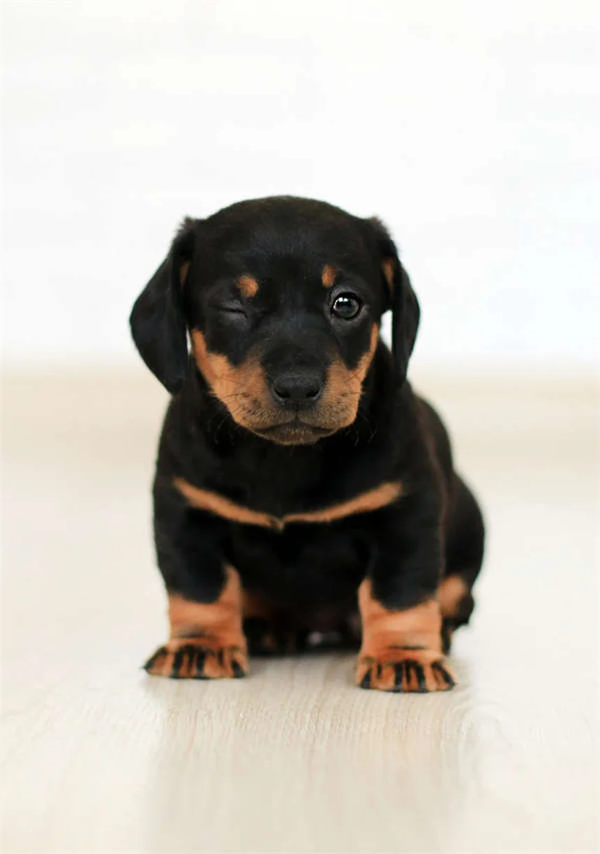 Dog Asthma: 5 Signs Your Pup Can't Breathe Right
