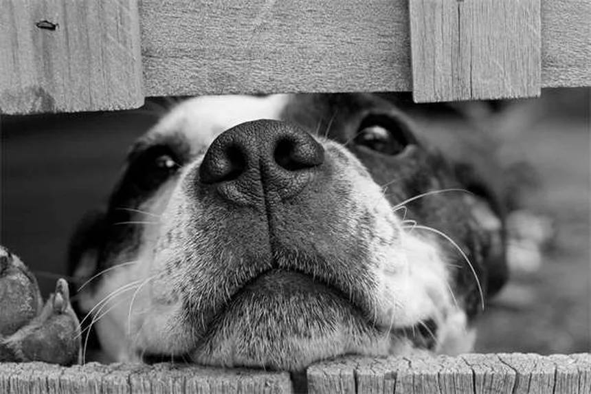Dog Asthma: 5 Signs Your Pup Can't Breathe Right