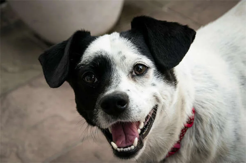 Dog Asthma: 5 Signs Your Pup Can't Breathe Right