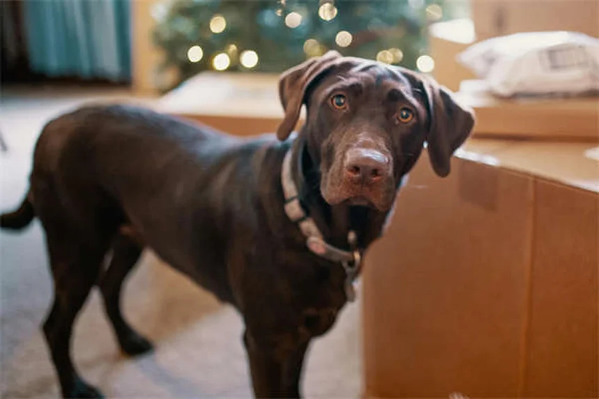 Can You Give Dogs Ibuprofen? The Dangerous Truth