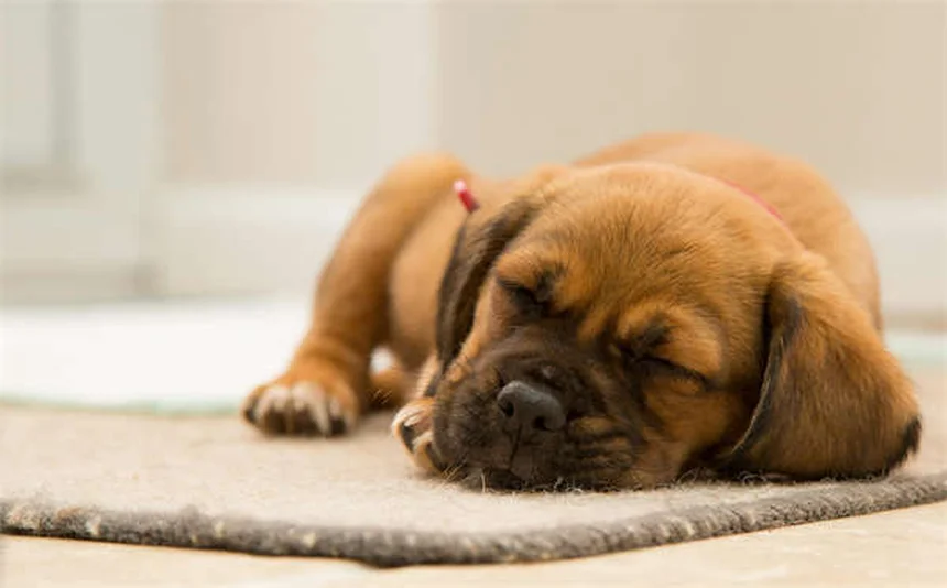 Can You Give Dogs Ibuprofen? The Dangerous Truth