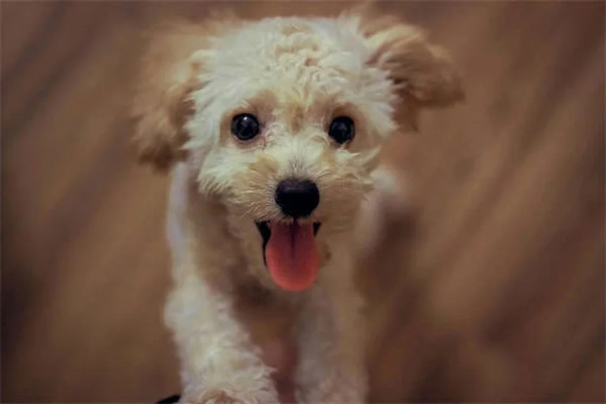 Can You Give Dogs Ibuprofen? The Dangerous Truth