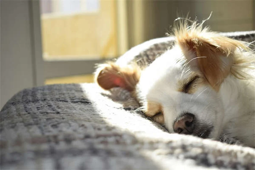 CBD for Cats: Safe Uses & Benefits Explained (2024 Guide)