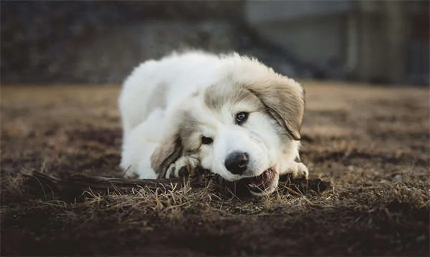 Guinea Pig Mites: 5 Signs Your Pet Has an Infestation