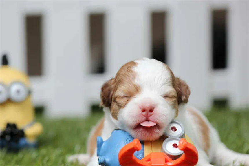 5 Natural Pain Relief Options for Dogs That Actually Work