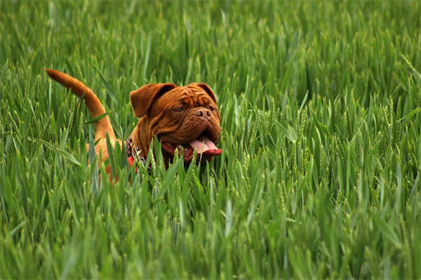 5 Natural Pain Relief Options for Dogs That Actually Work