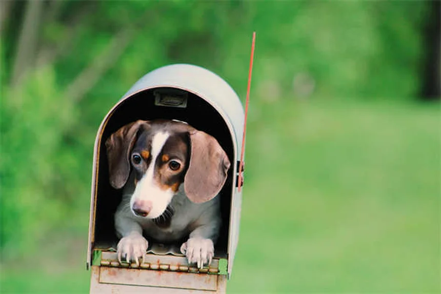 5 Natural Pain Relief Options for Dogs That Actually Work