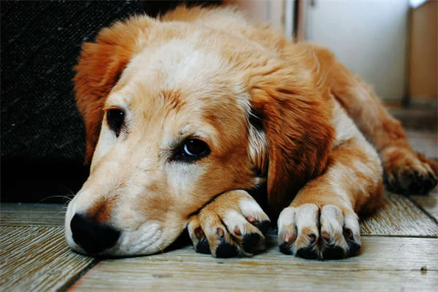 Bilious Vomiting in Cats: Causes, Symptoms & Treatment