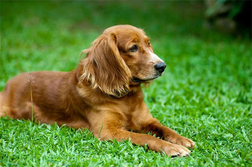 Guinea Pig Tumors: 5 Warning Signs Every Owner Should Know