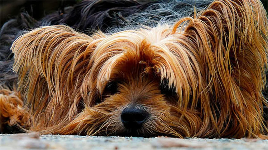 Guinea Pig Tumors: 5 Warning Signs Every Owner Should Know