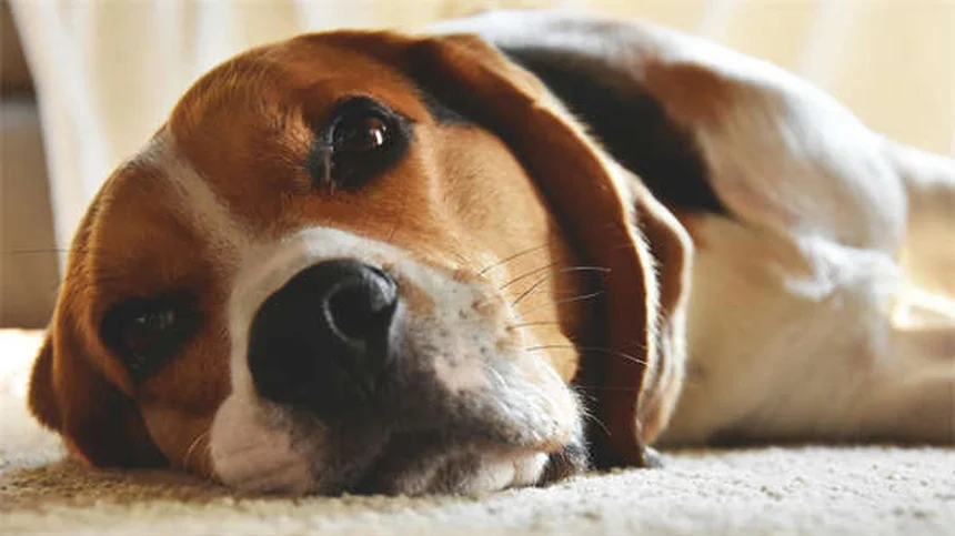 5 Warning Signs Your Cat Has a Tick-Borne Disease