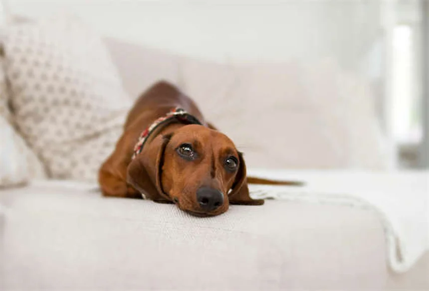5 Warning Signs Your Cat Has a Tick-Borne Disease