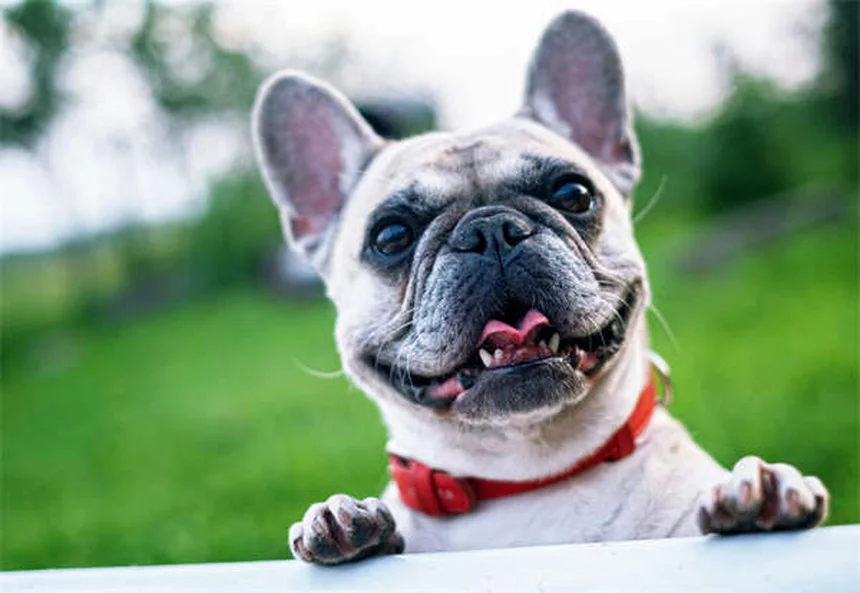 5 Warning Signs of Gum Disease in Cats You Can't Ignore