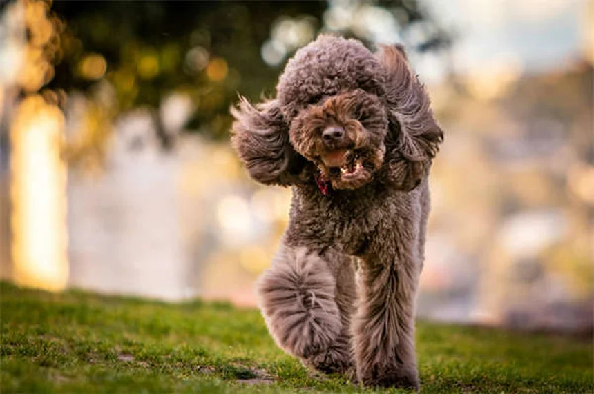 20 Spring Pet Dangers: Keep Your Dog or Cat Safe This Season