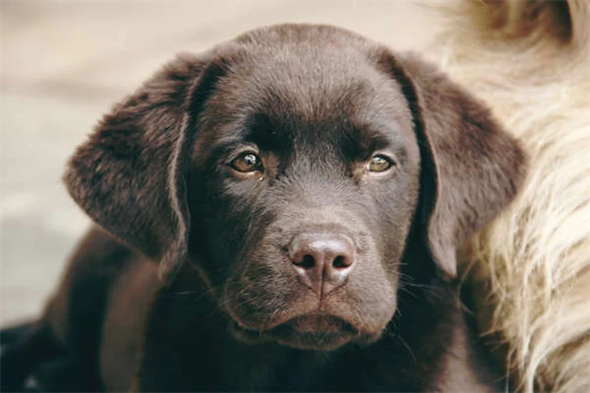 20 Spring Pet Dangers: Keep Your Dog or Cat Safe This Season