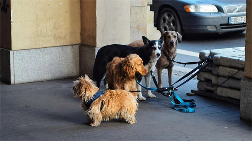 20 Spring Pet Dangers: Keep Your Dog or Cat Safe This Season