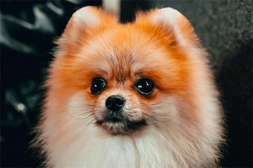 20 Spring Pet Dangers: Keep Your Dog or Cat Safe This Season