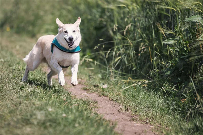 Urolithiasis in Rats: 5 Warning Signs Every Owner Should Know