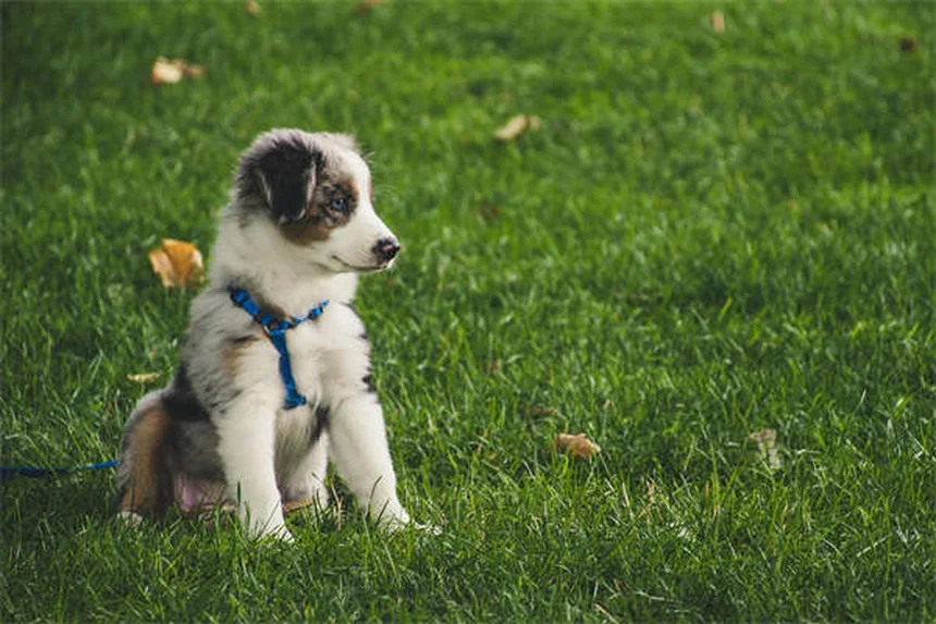 Urolithiasis in Rats: 5 Warning Signs Every Owner Should Know