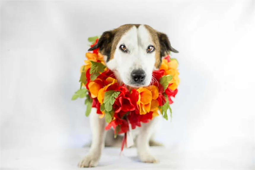 Urolithiasis in Rats: 5 Warning Signs Every Owner Should Know
