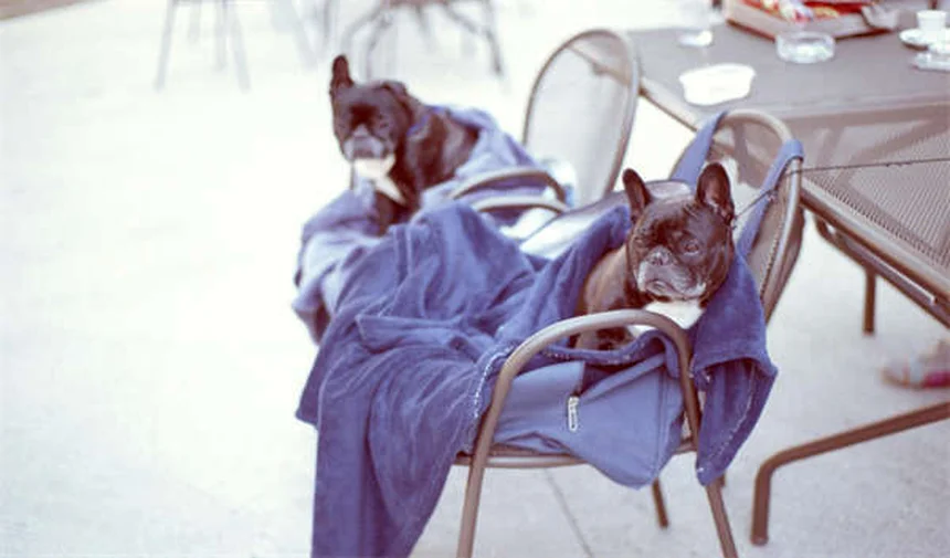 10 Japanese Dog Breeds You Need to Know About