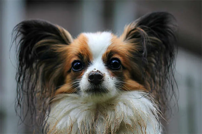 Ferrets and Flu: 5 Critical Signs Your Pet Needs Help Now